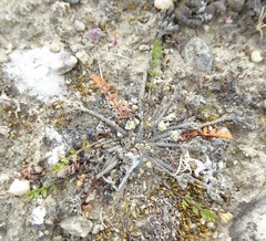Chaerophyllum novae-zelandiae