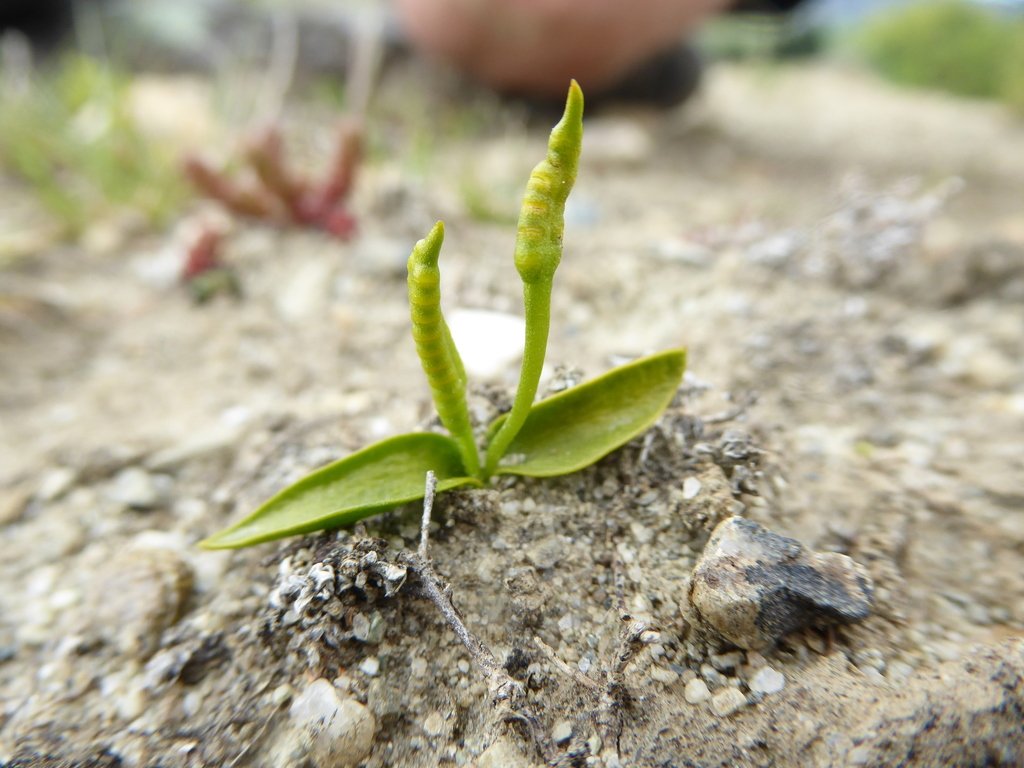 Ophioglossum coriaceum