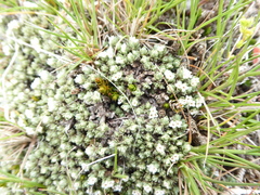 Pimelea sericeovillosa pulvinaris