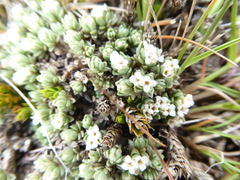 Pimelea sericeovillosa pulvinaris