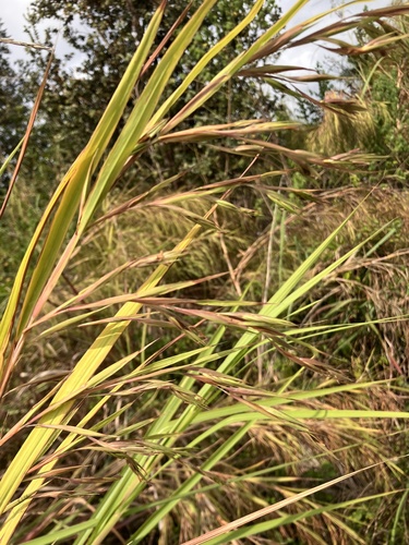 Themeda villosa