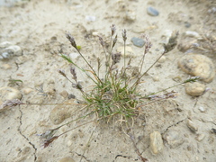 Poa maniototo