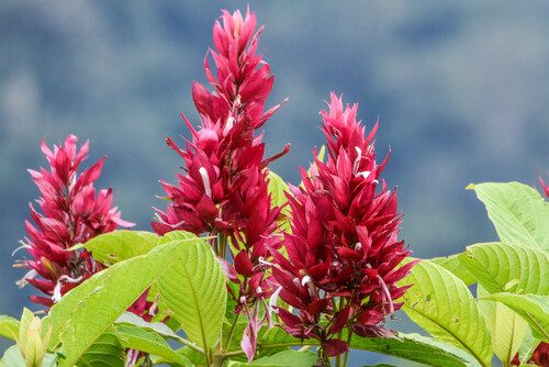 Megaskepasma erythrochlamys Lindau