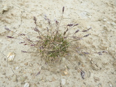 Poa maniototo