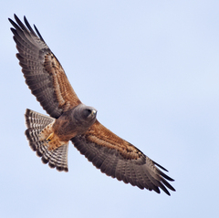 Swainson's Hawk photo 5