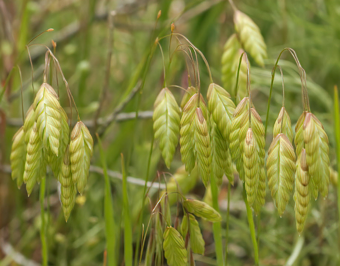 Bromus