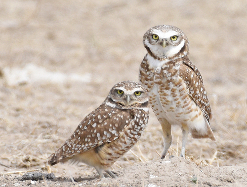 Burrowing Owl, photo 3 of 8
