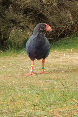 Porphyrio hochstetteri