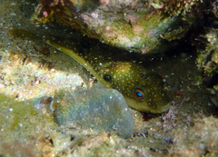 Takifugu alboplumbeus