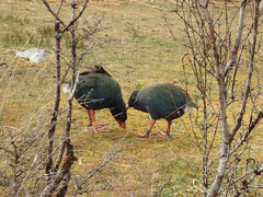 Porphyrio hochstetteri