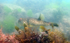 Takifugu alboplumbeus