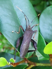 Pseudomictis distinctus