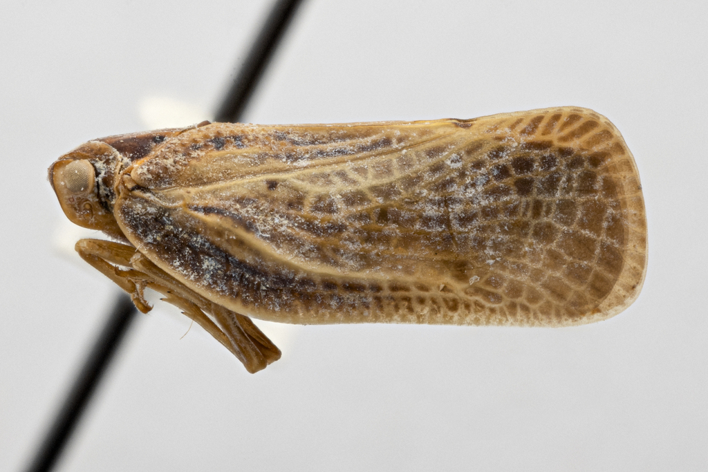 Melormenis leucophaea