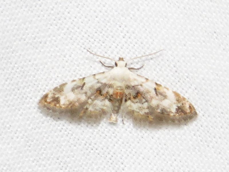 Araeopteron legraini