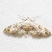 Araeopteron legraini - Photo (c) Kate Braun, some rights reserved (CC BY-NC), uploaded by Kate Braun