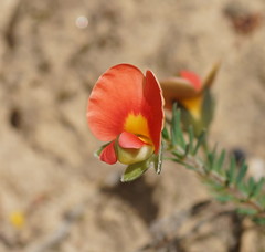 Gompholobium ecostatum