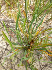Limonium longifolium