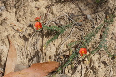 Gompholobium ecostatum