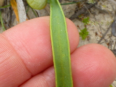 Limonium longifolium