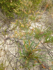 Limonium longifolium