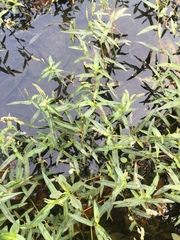 Persicaria kawagoeana