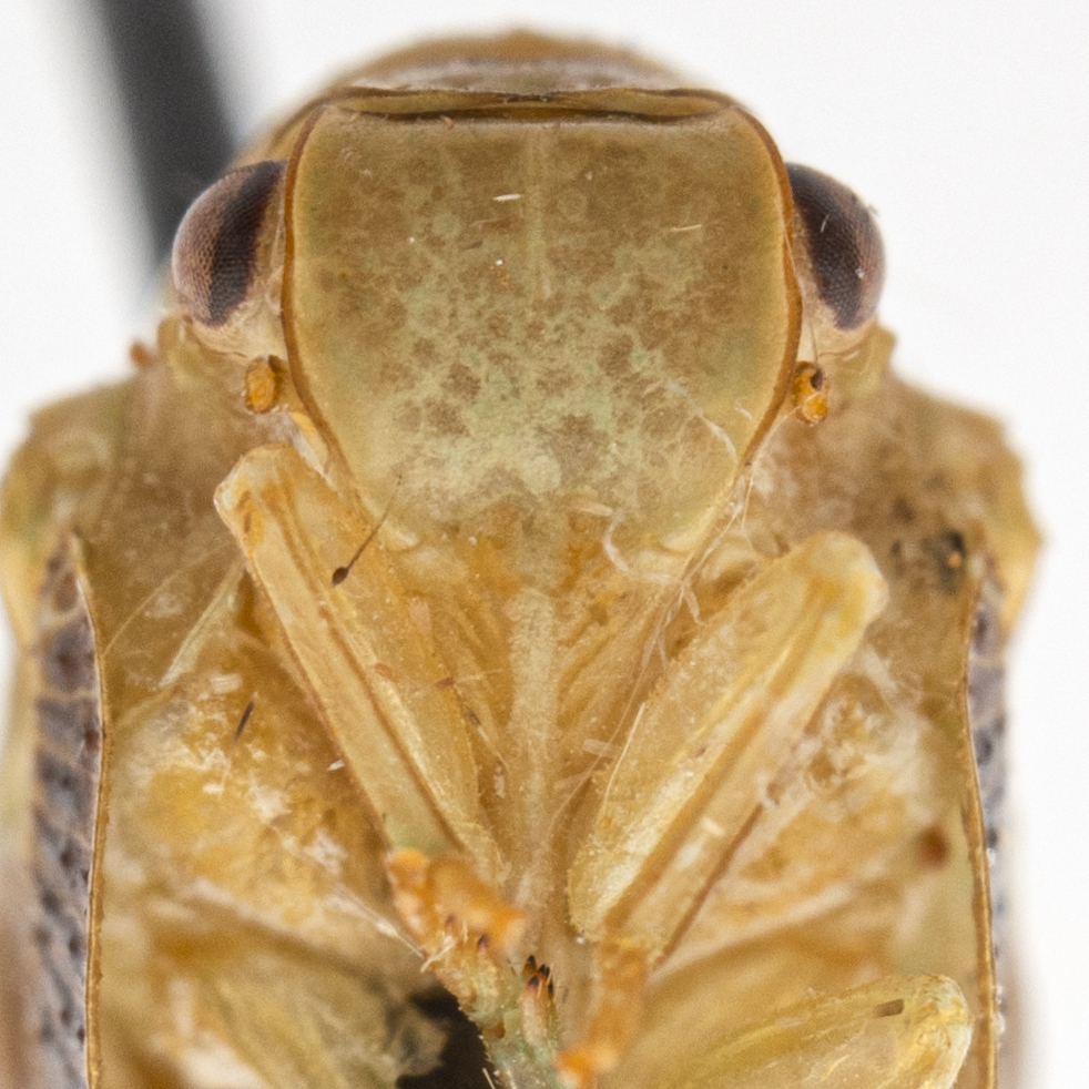 Ormenis antoniae