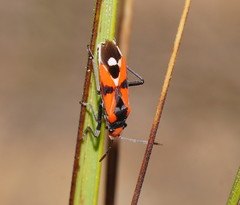 Melanerythrus mactans