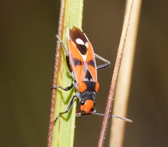 Melanerythrus mactans