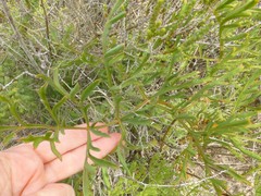 Pelargonium multiradiatum