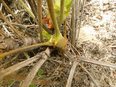 Pelargonium multiradiatum