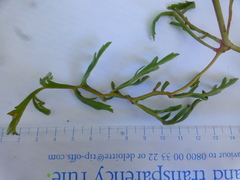 Pelargonium multiradiatum