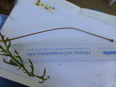 Pelargonium multiradiatum