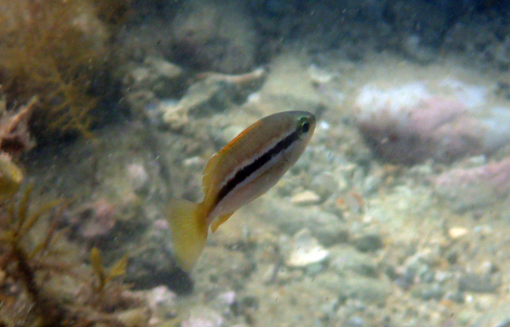 Spotstripe Snapper