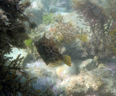 Stephanolepis cirrhifer