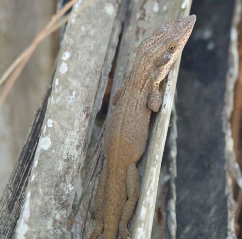 Allison's Anole