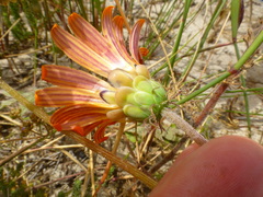 Arctotis breviscapa