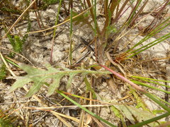 Arctotis breviscapa