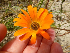 Arctotis breviscapa