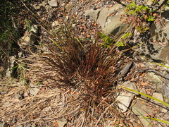 Carex flagellifera