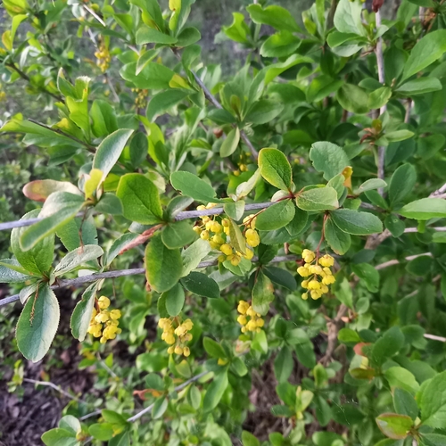 Dráč obyčajný (Berberis vulgaris)