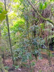 Hedycarya arborea