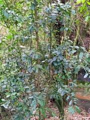 Hedycarya arborea