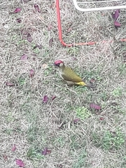 Picus viridis