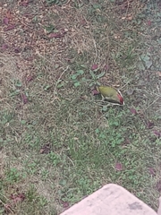 Picus viridis