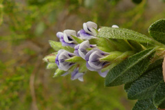 Psoralea spicata