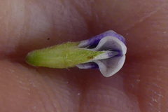 Psoralea spicata