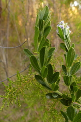 Psoralea spicata