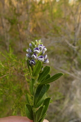 Psoralea spicata