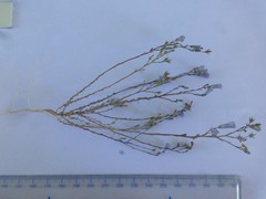Wahlenbergia paniculata