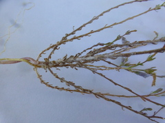 Wahlenbergia paniculata